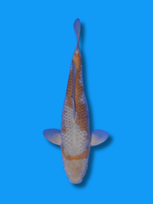 Ochiba Shigure | Koi&Co.